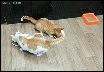 greedy-caturday-hungry-cat-jerk-cats
