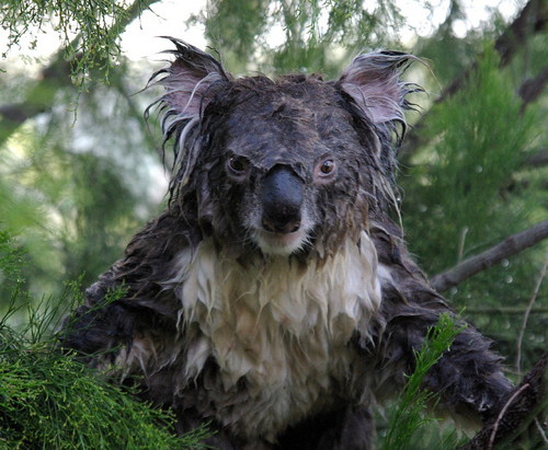 koala02